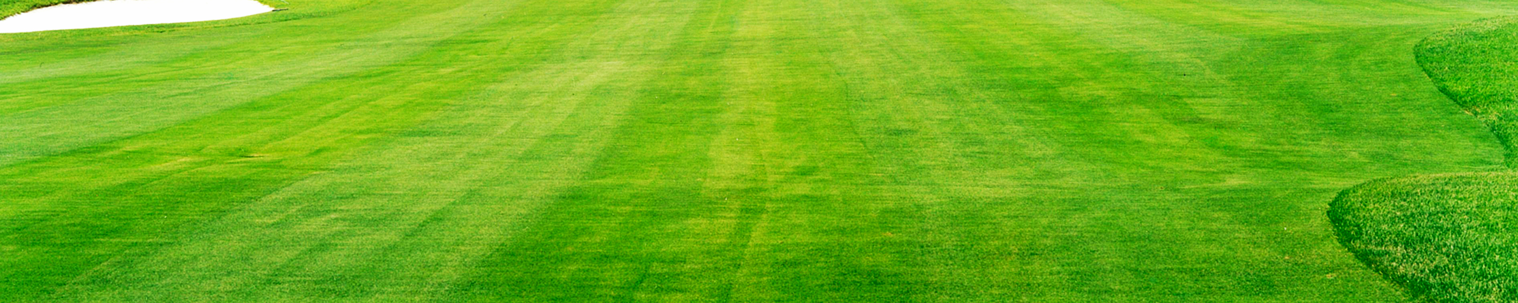 photo of the grass at golf course